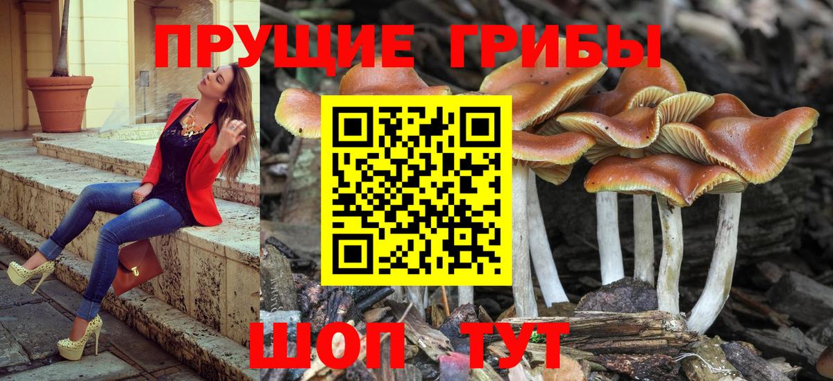 Псилоцибиновые грибы GOLDEN TEACHER Богданович